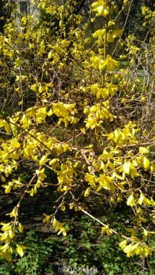 Молитва ко Святой Блаженной Ксении Петербургской - DSC_0032.jpg