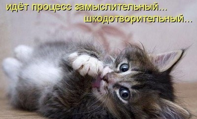 Любимая кошатинка  - коть.jpeg