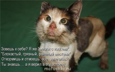 Любимая кошатинка  - aK1y037nG7M.jpg