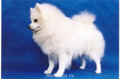 А мы купили щенка - шпиц.jpg