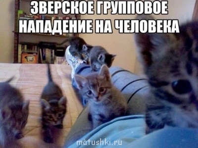 Любимая кошатинка  - IgzBKaVdz7o.jpg