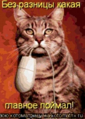 Любимая кошатинка  - 1f8c4838a1d6.jpg