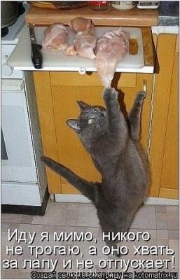 Любимая кошатинка  - x_e8fde3d2.jpg