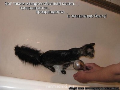 Любимая кошатинка  - x_8f3f4fcc.jpg