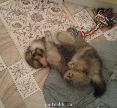 А мы купили щенка - 20140504_184017.jpg