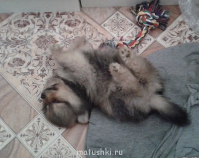 А мы купили щенка - 20140504_184348.jpg