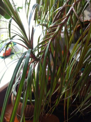 Помогите определить растение - image.jpeg