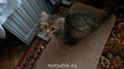 Любимая кошатинка  - 4uqeKCVX2sk.jpg