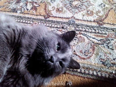 Любимая кошатинка  - i5e_BYtqpZs.jpg