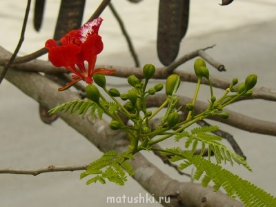 Чудеса православия - цветочек.jpg