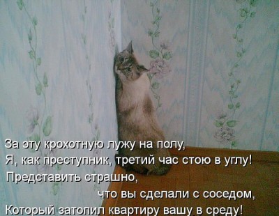 Любимая кошатинка  - о.jpeg
