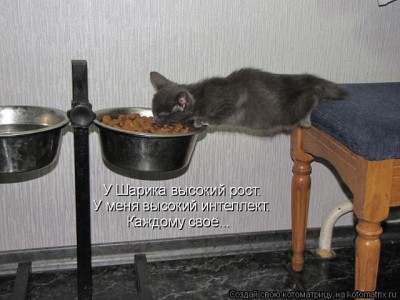 Любимая кошатинка  - рост.jpeg