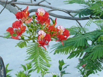 Чудеса православия - расцвела.jpg