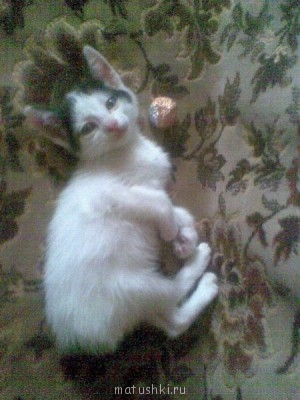 Любимая кошатинка  - Фото066.jpg