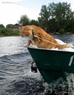 Любимая кошатинка  - img-152504.jpeg