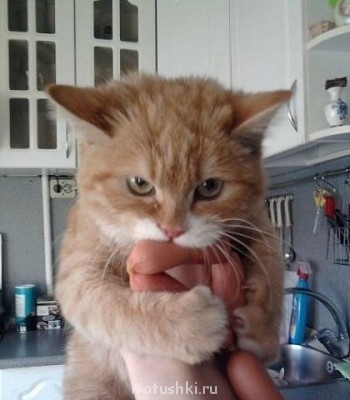 Еще минута, хозяйка, и ты разбудишь во мне зверя!