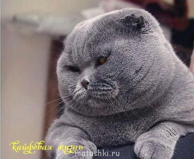 Не всем же быть худыми! надо кому то быть и красивыми!