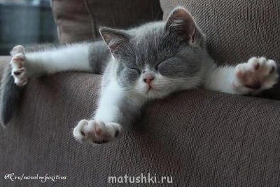 Где вы видели такую кошку, которую бы волновало, что о ней говорят мыши?