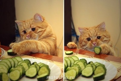 Меня уважает и любит семья. По жизни иду я гордо! Смотрите, завидуйте, - вот она я: Наглая Рыжая Морда!