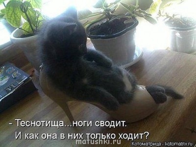 Любимая кошатинка  - теснотища.jpg