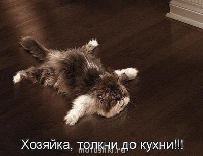 Любимая кошатинка  - толкни.jpg