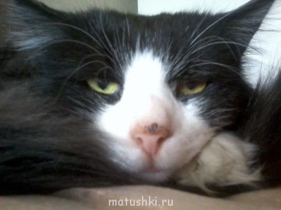 Страшнее кошки зверя нет  - Фото0576.jpg