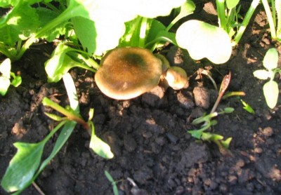 Наша дача - IMG_2217-1.jpg