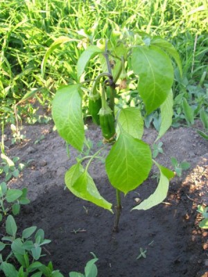 Наша дача - IMG_2216-1.jpg