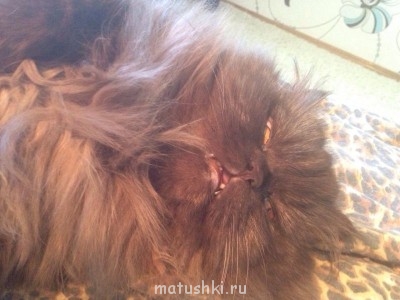 Страшнее кошки зверя нет  - image-48a07f11e06bf68670af8f8d4e815ae562205da9e9e379c2a7ca79d23a2b77eb-V.jpg