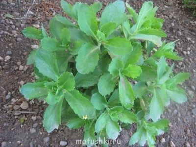 Помогите определить растение - IMG_2183.JPG