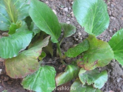 Помогите определить растение - IMG_2206.JPG