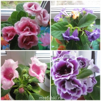 Наши цветы 2 - MI4WUmj-6yw.jpg