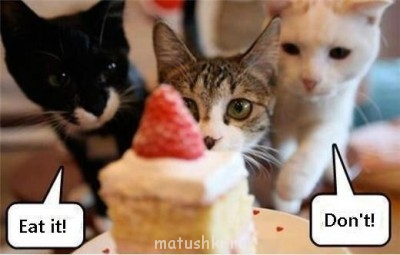 Любимая кошатинка  - Black-or-white.jpg