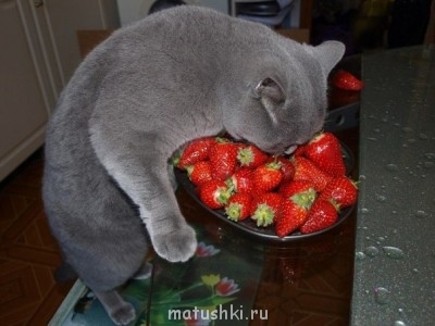 Любимая кошатинка  - YFywm0ip0Dc.jpg