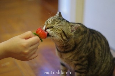 Любимая кошатинка  - image_560106122240241745734.jpg