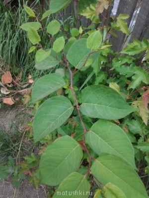 Помогите определить растение - Фото0303.jpg