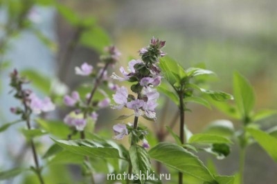 Наша дача - 006 - копия.JPG