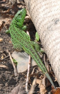 Наша дача - DSC_1vc133.JPG