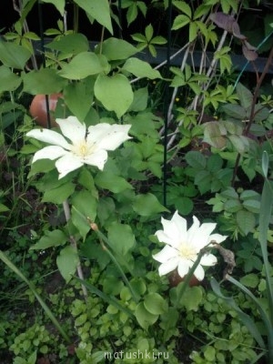 Наша дача - J379eQE84es.jpg