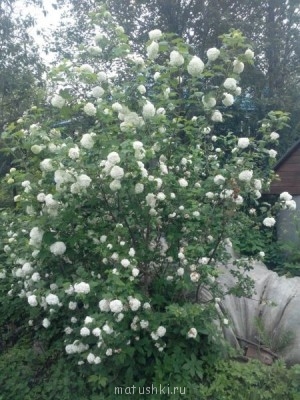 Наша дача - nfQaA6tJVmc.jpg