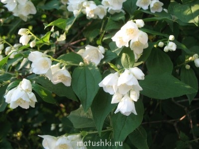 Наша дача - IMG_2517.jpg