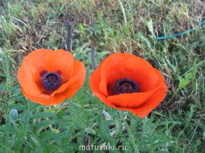 Наша дача - IMG_2575.jpg