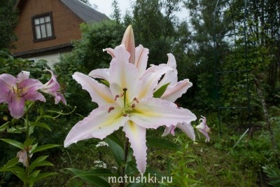 Наша дача - IMG_7794.jpg