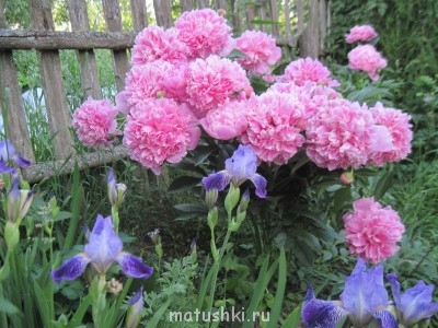 Наши цветы 2 - пионы.jpg