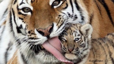 Страшнее кошки зверя нет  - image (251).jpg