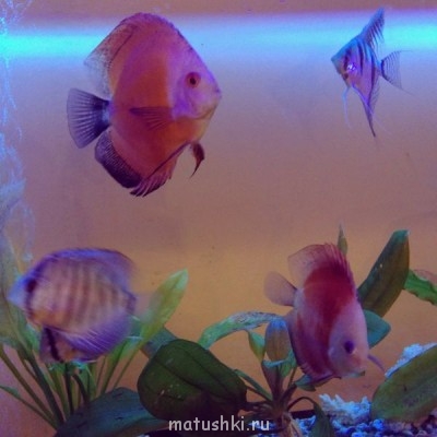 Аквариум. - image.jpg