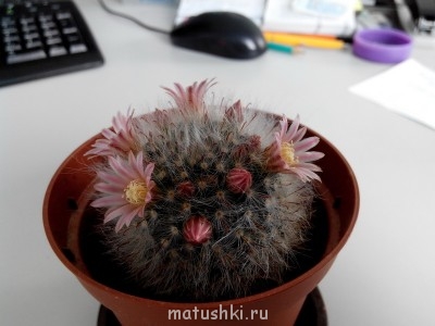 Наши цветы 2 - IMG_130411.jpg