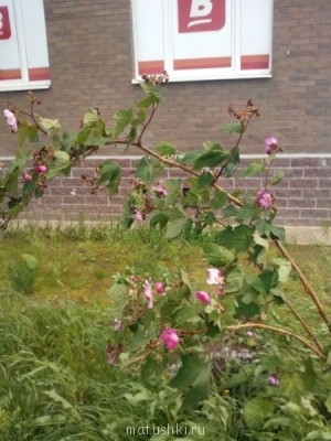 Помогите определить растение - 09thv3M6bXA.jpg