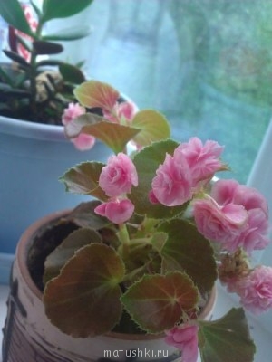 Наши цветы 2 - 4phuaiNGI5c.jpg