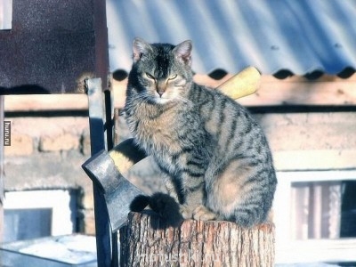 Любимая кошатинка  - котэ.jpg